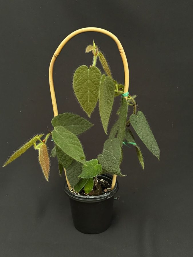 Ficus Villosa 2-3 Leaves