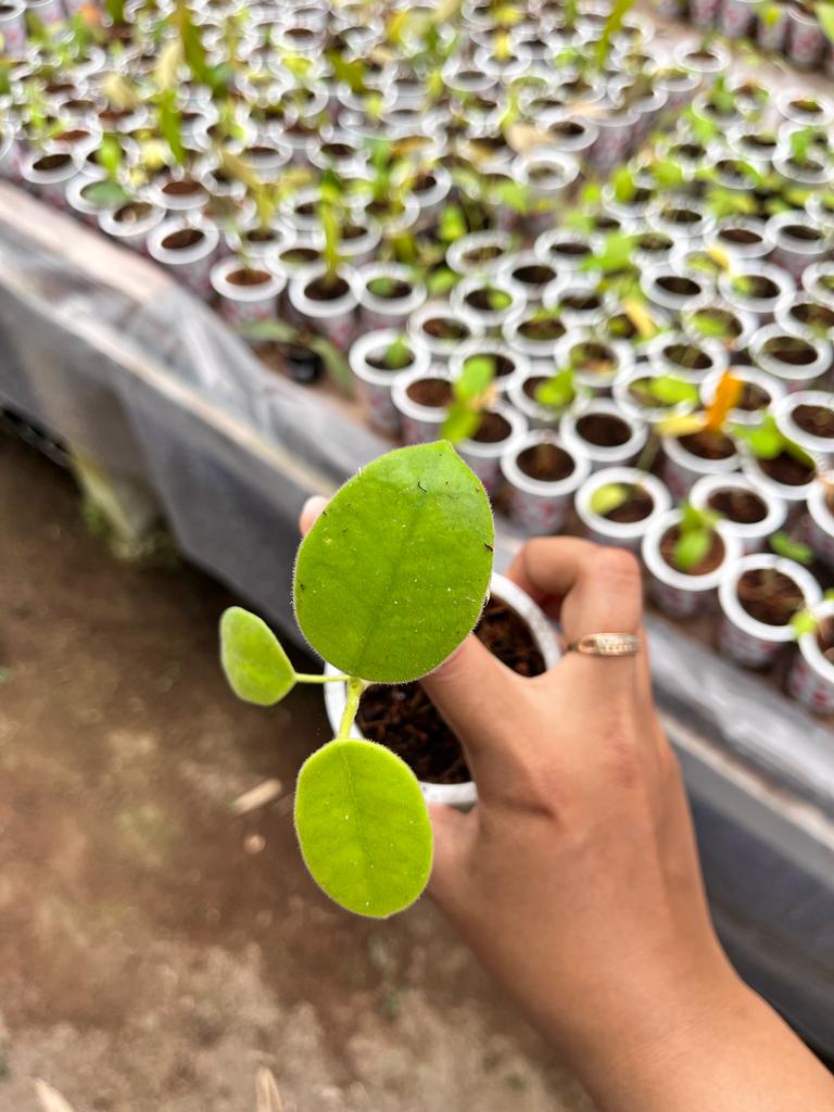 Hoya Coronaria 2-4 Leaves