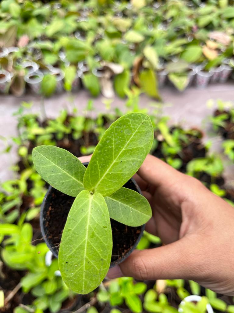 Hoya Cumigiana Whole Plant