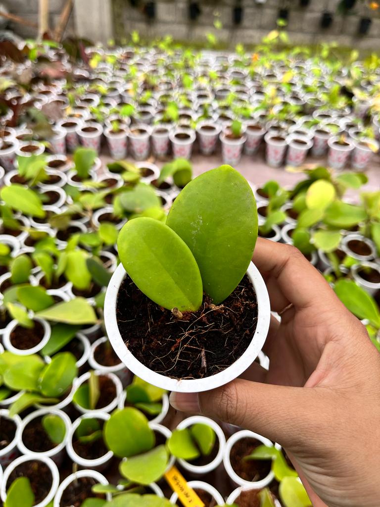 Hoya Excavata 2-4 Leaves
