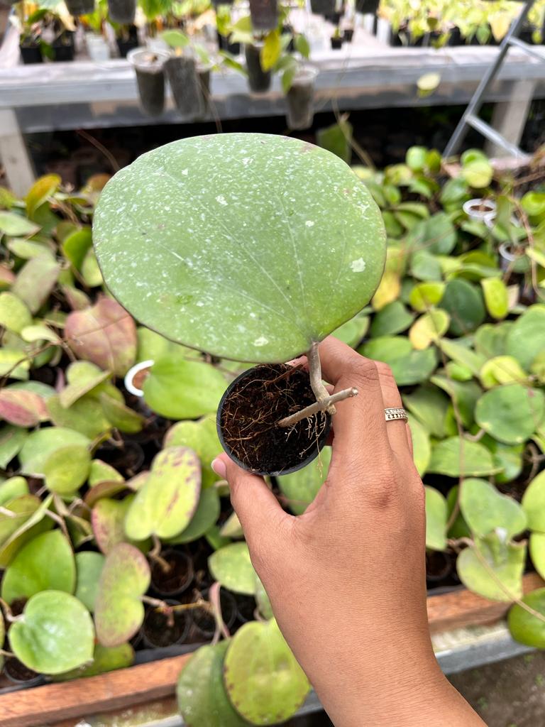 Hoya Glabra 2-4 Leaves