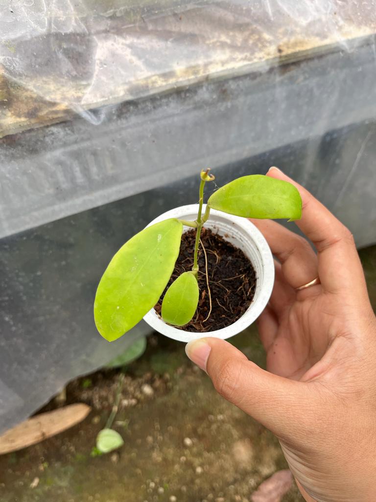 Hoya Kuhlii 2-4 Leaves