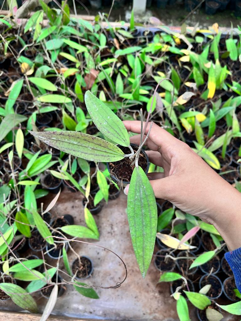 Hoya Rindu Raflesia 2-4 Leaves