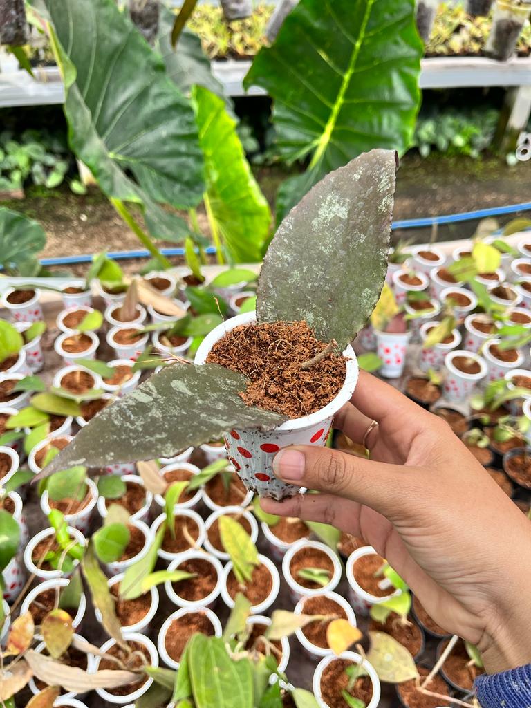 Hoya Undulata 2-4 Leaves