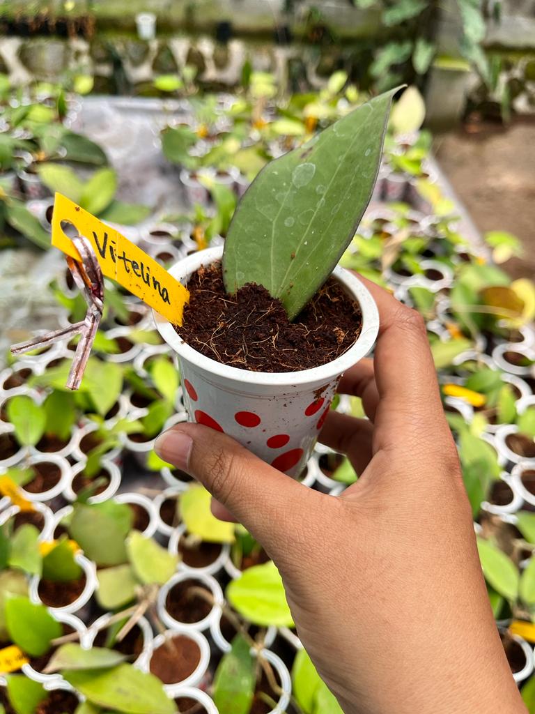 Hoya Vittelina 2-3 Leaves