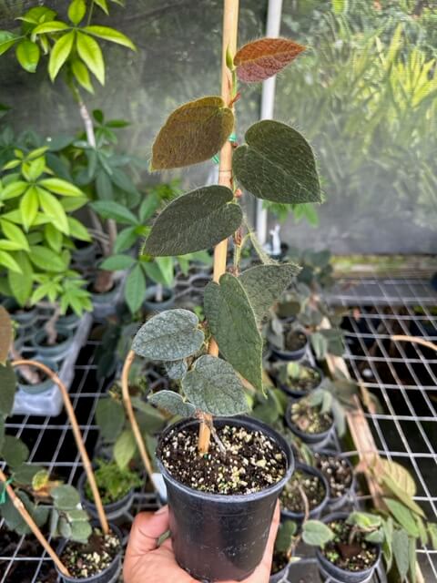 Ficus Villosa 2-3 Leaves