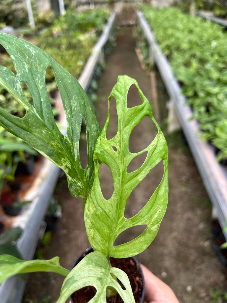 Monstera Adansonii Variegated 2-4 Leaves