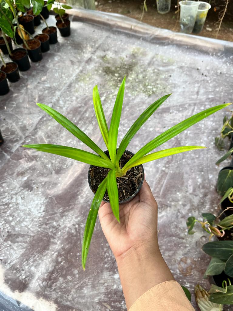 Pandanus Pygmaeus, Pandan Wangi Whole Plant 2-4 Leaves