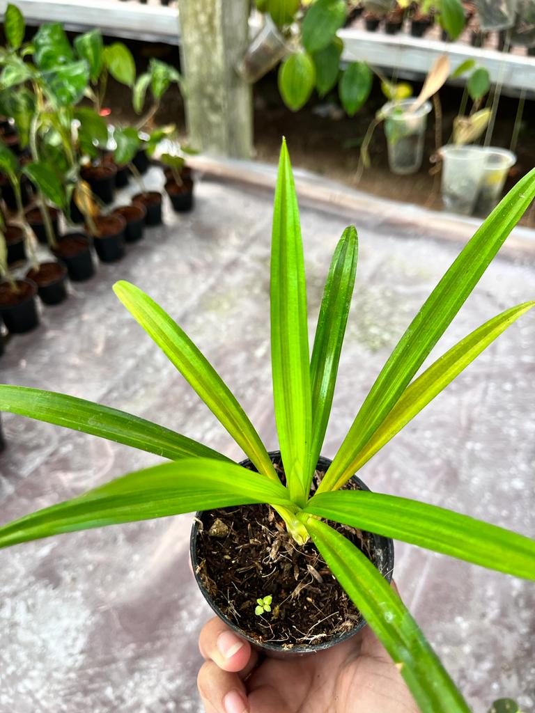 Pandanus Pygmaeus, Pandan Wangi Whole Plant 2-4 Leaves