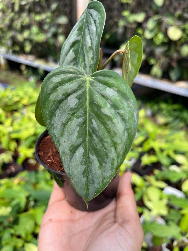 Philodendron Brandtianum Whole Plant