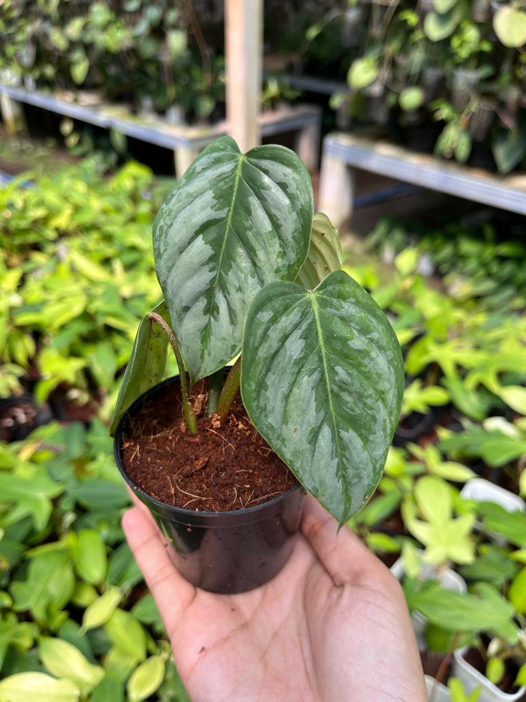 Philodendron Brandtianum Whole Plant