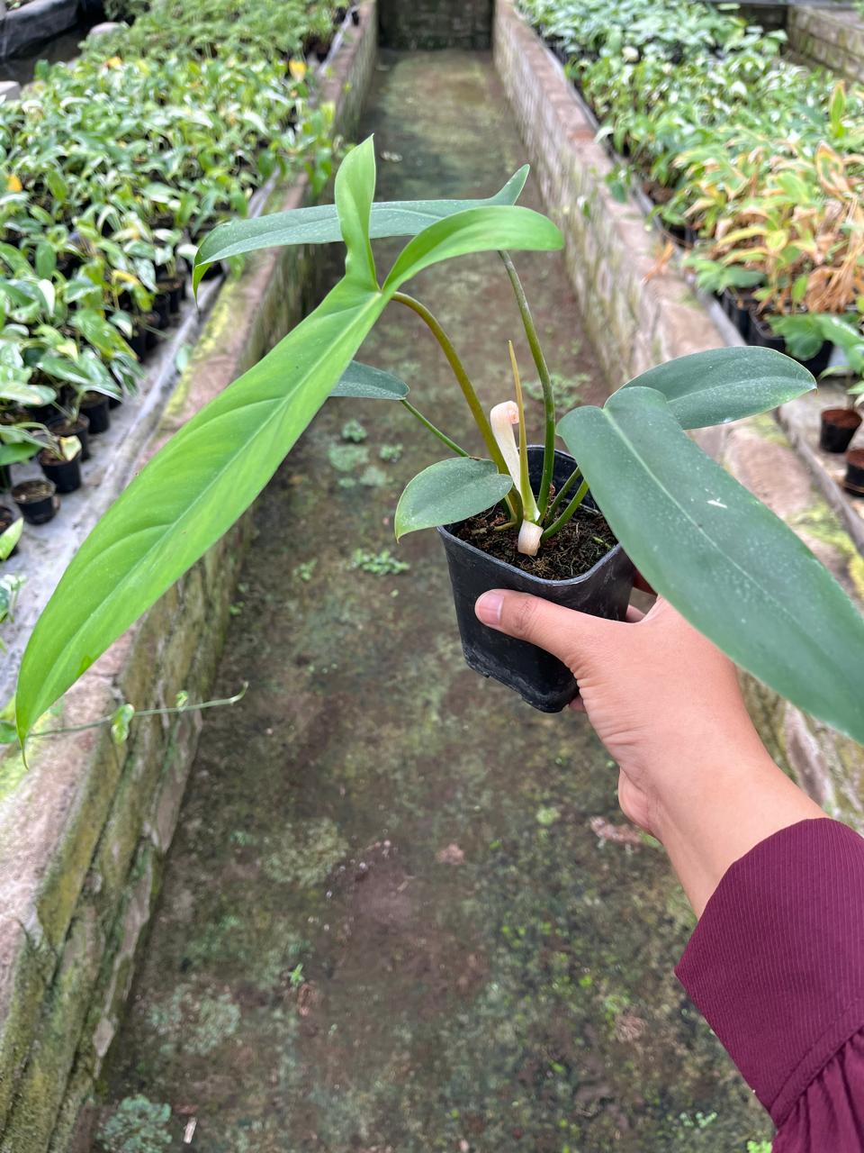 Philodendron Code 2-4 Leaves