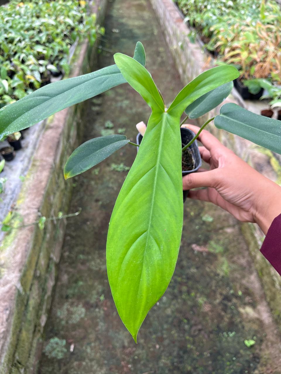 Philodendron Code 2-4 Leaves