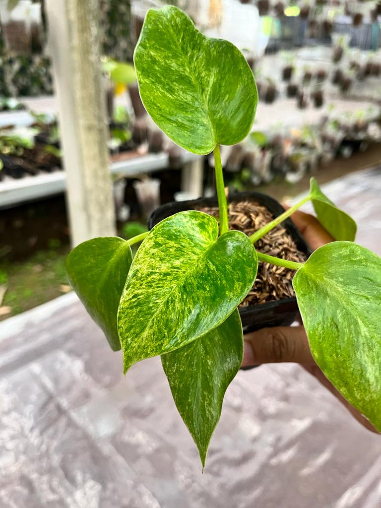 Philodendron Giganteum 2-4 Leaves