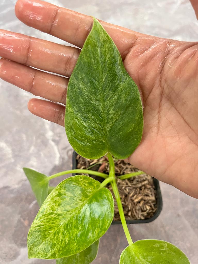 Philodendron Giganteum 2-4 Leaves