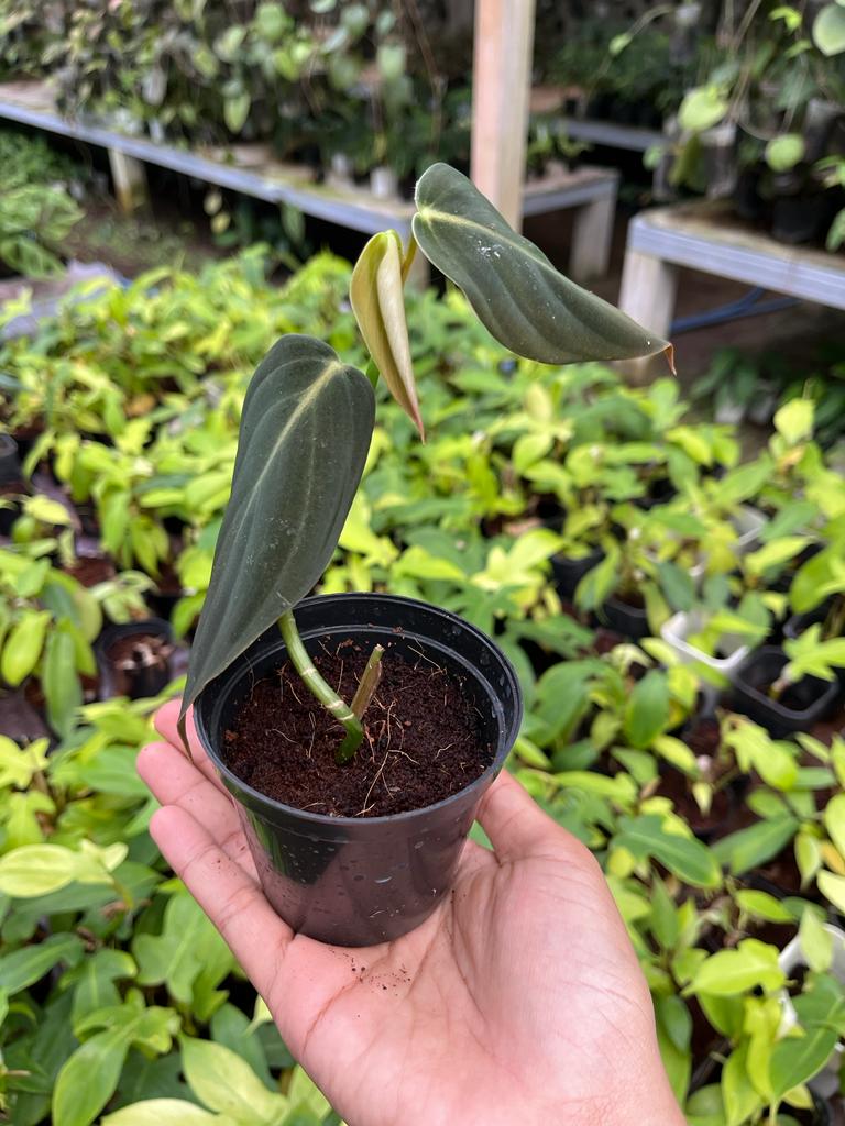 Philodendron Gigas 2-4 Leaves