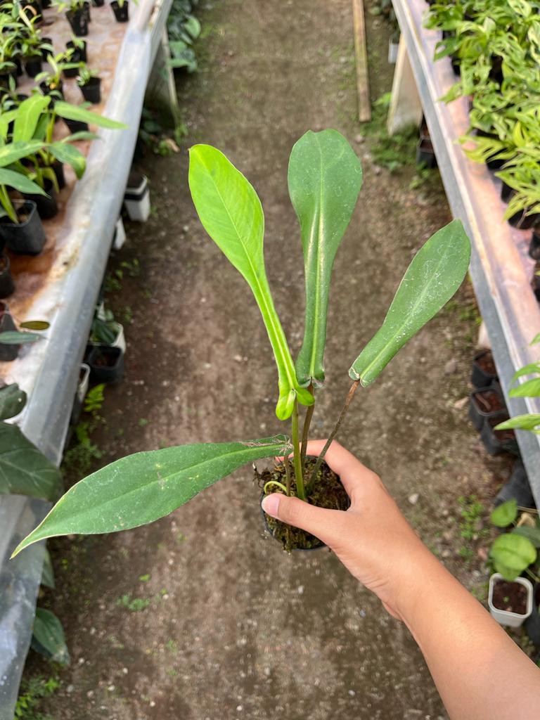 Philodendron Joepii 2-4 Leaves