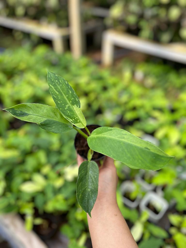 Philodendron Jose Buono Variegated 2-4 Leaves