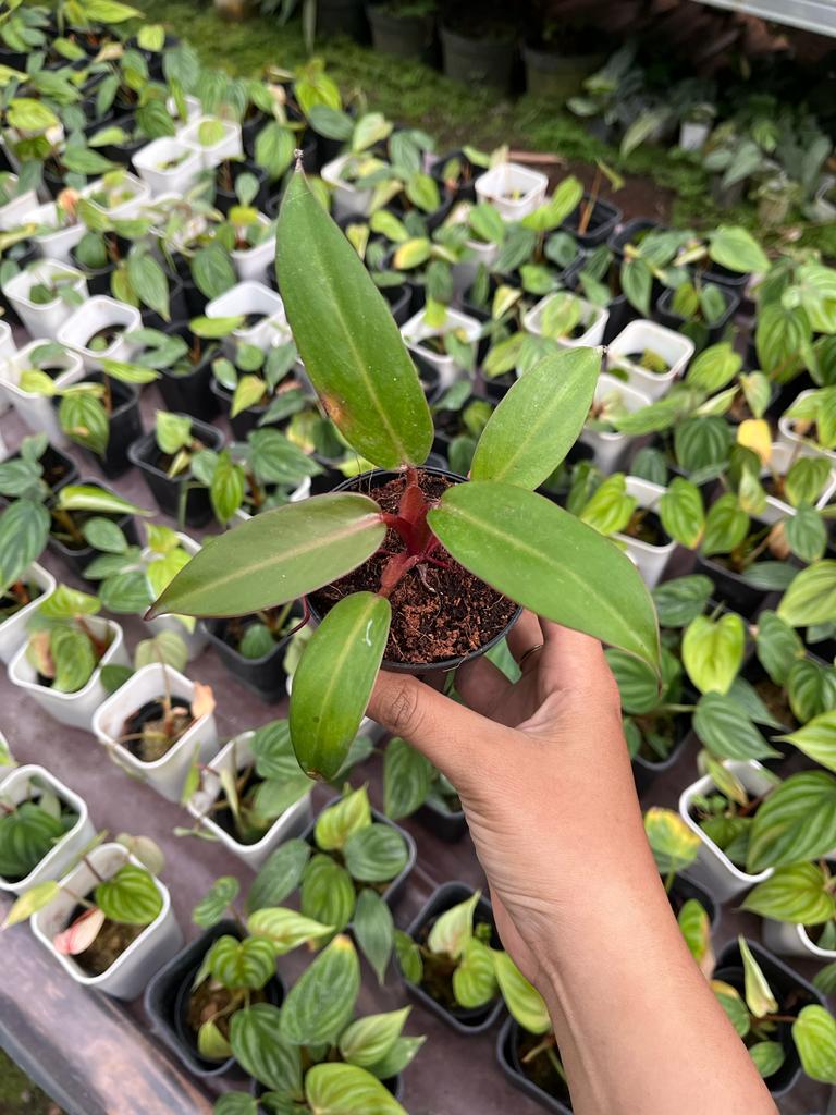 Philodendron Jose Buono Hybrid Red 2-4 Leaves