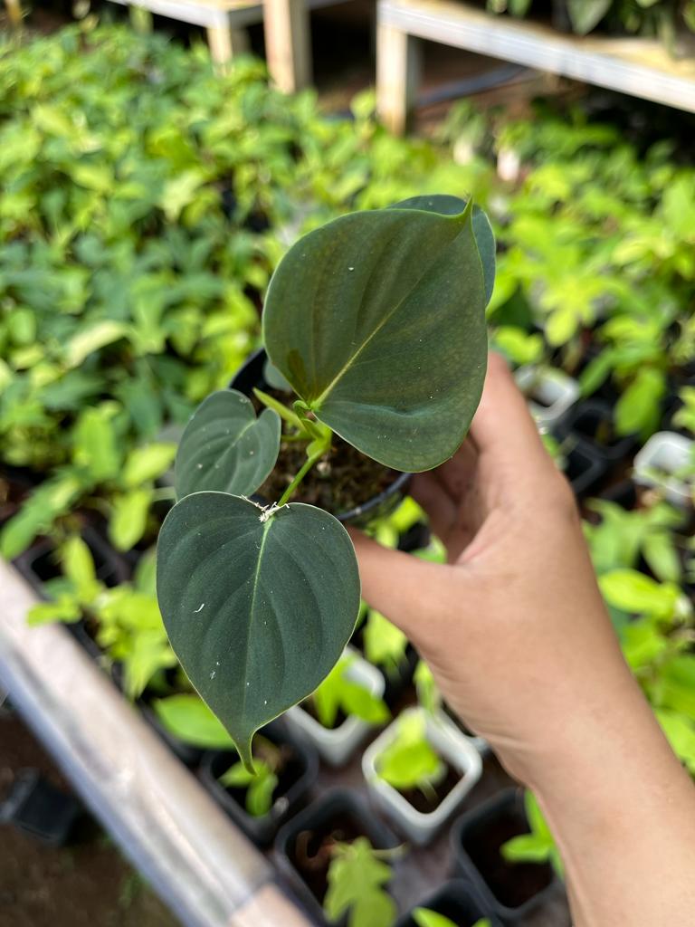 Philodendron Lupinum Whole Plant