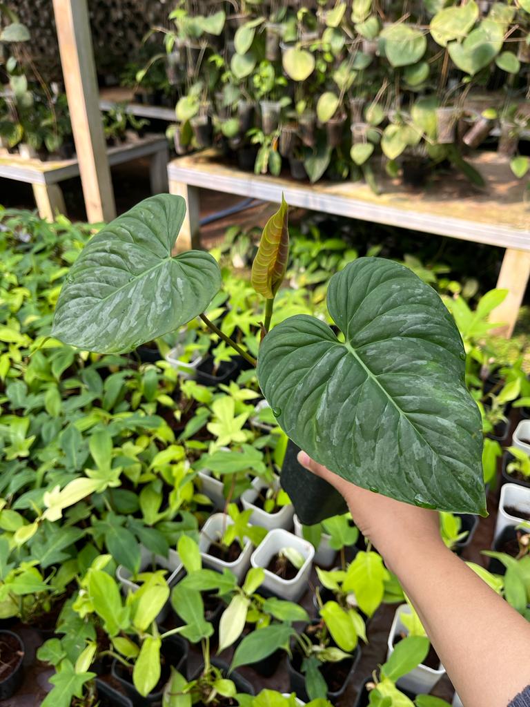 Philodendron Majestic 2-3 Leaves
