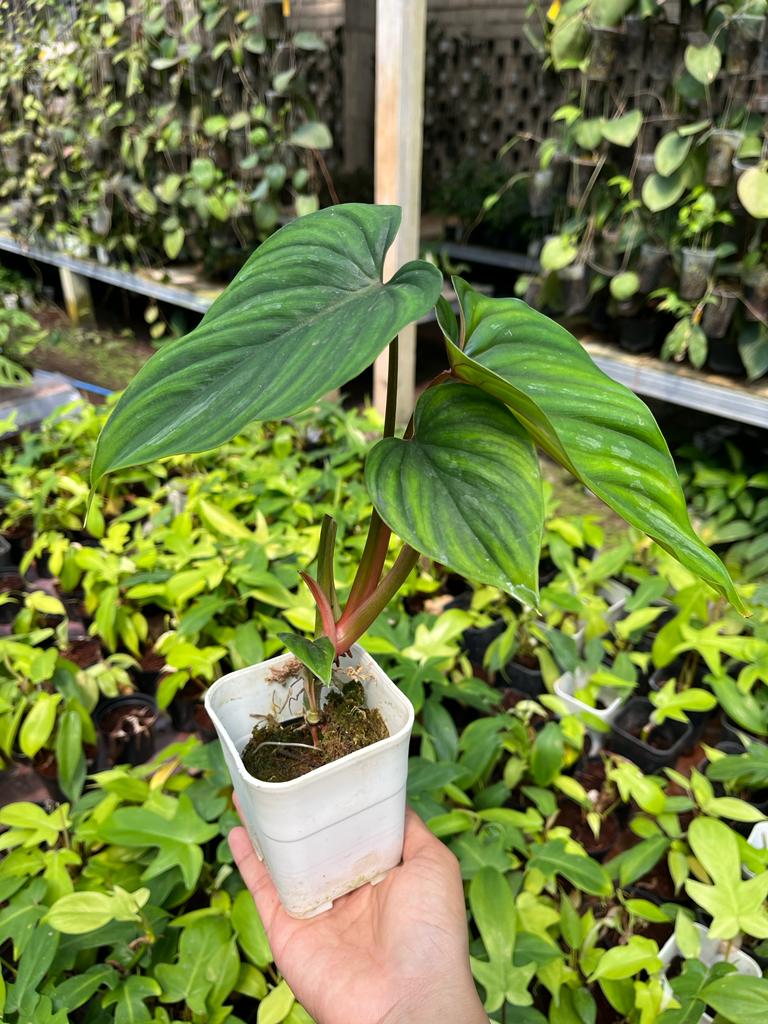 Philodendron Plowmanii 2-3 Leaves