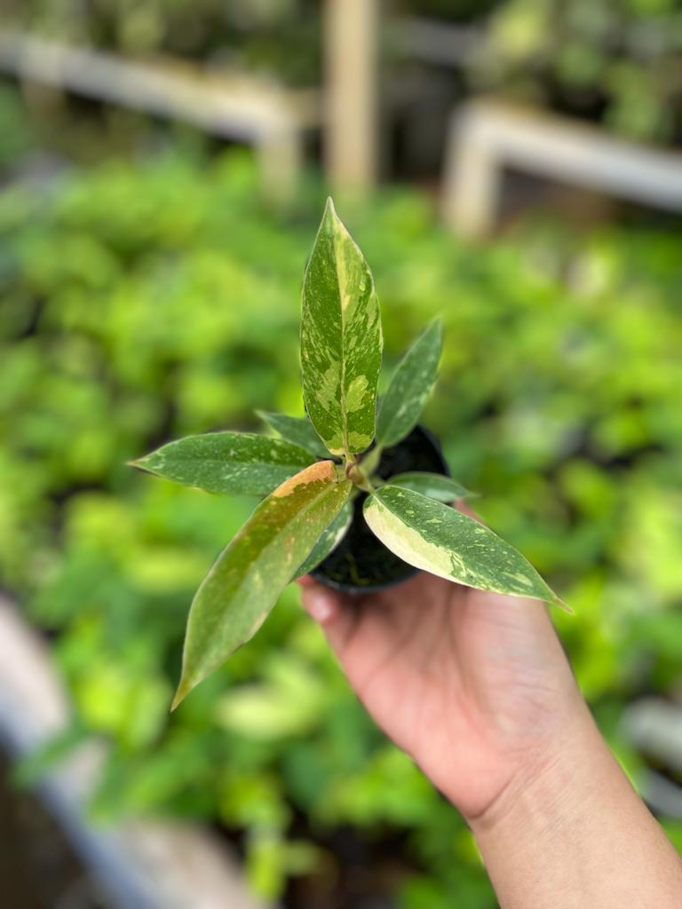 Philodendron Ring of Fire 2-4 Leaves