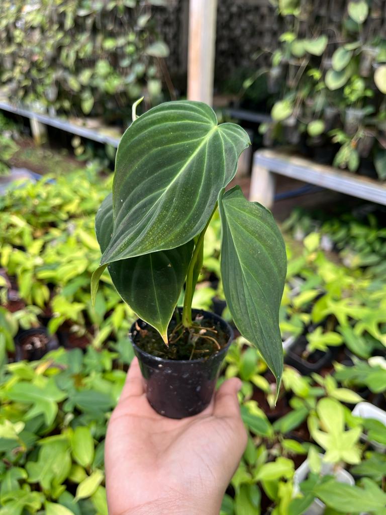 Philodendron Splendid 2-3 Leaves