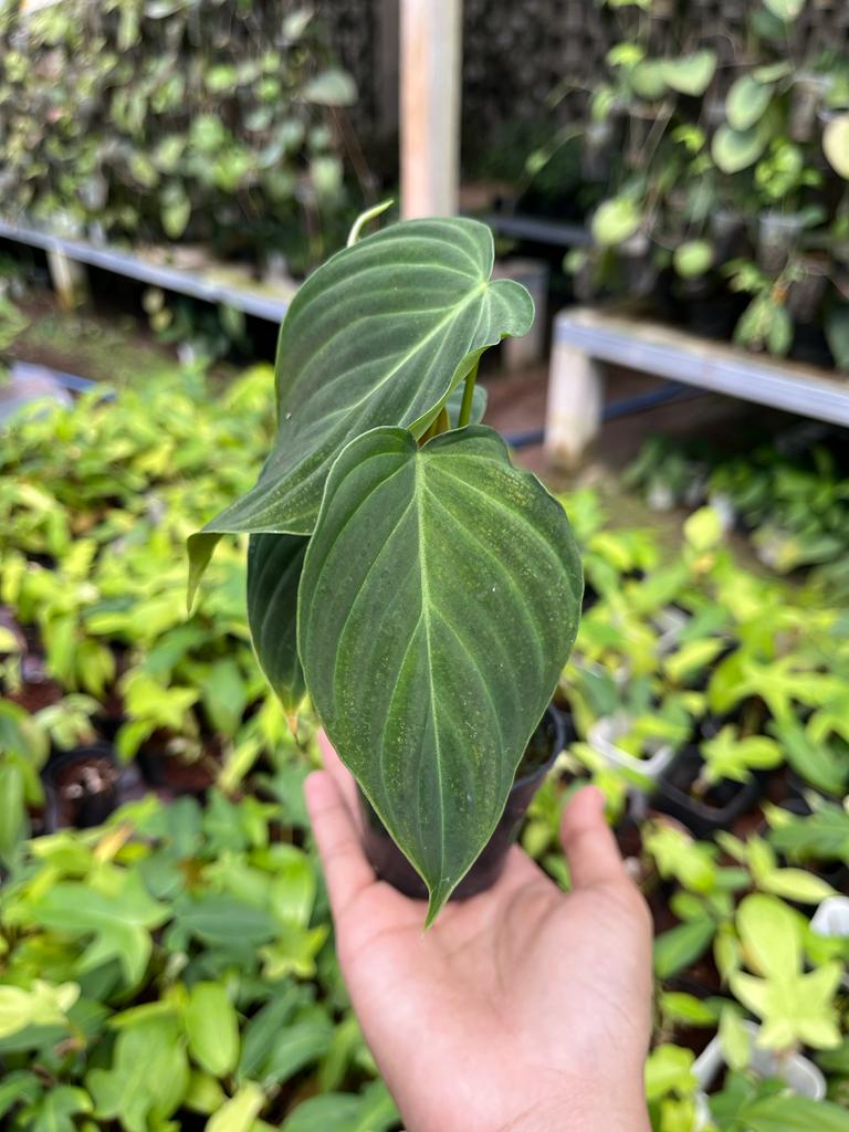 Philodendron Splendid 2-3 Leaves