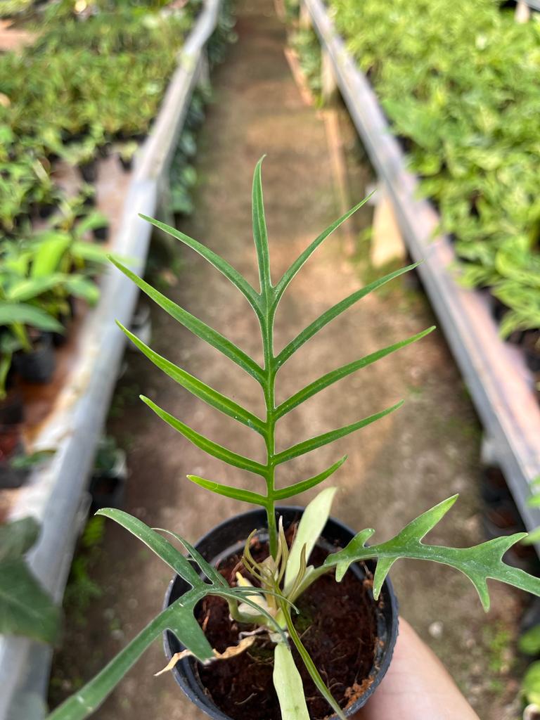 Philodendron Tortum Whole Plant