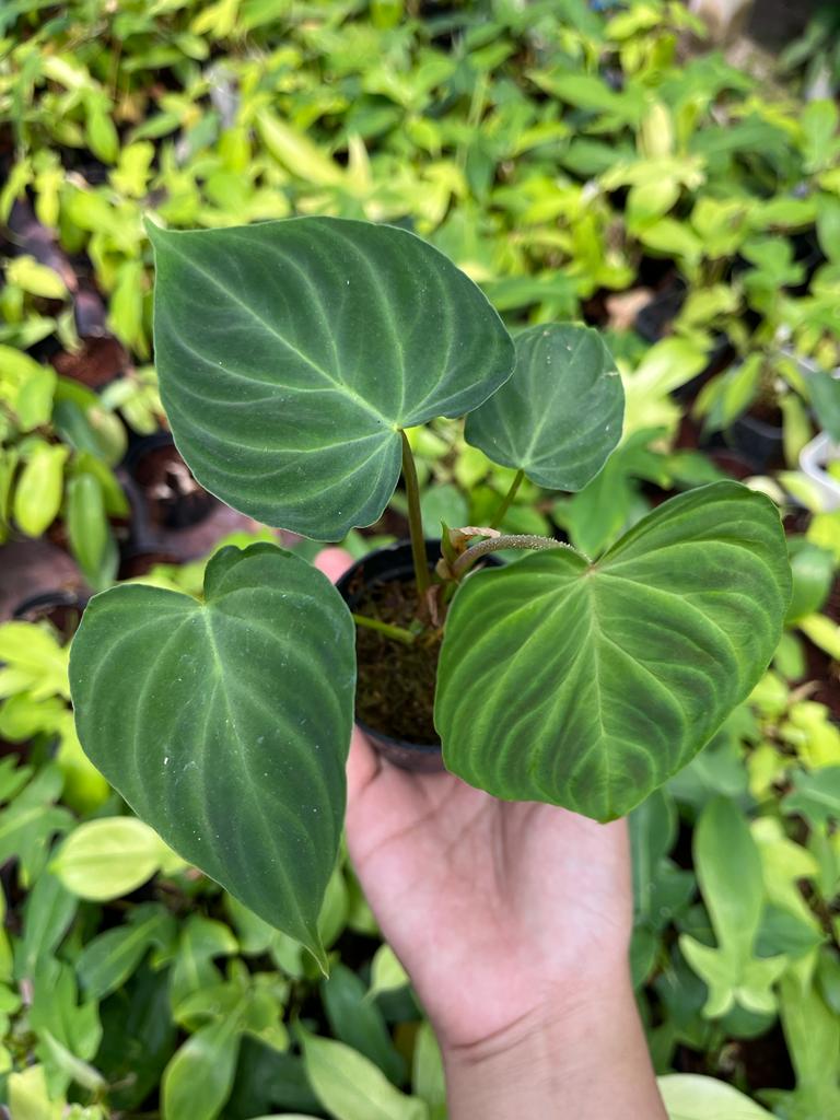 Philodendron Verrucosum 2-3 Leaves