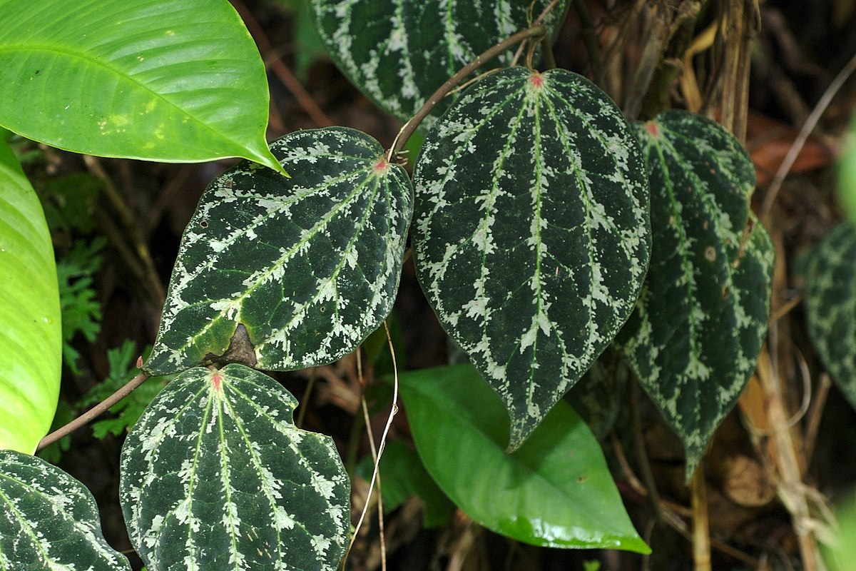 Piper Ornatum 2 - 4 leaves