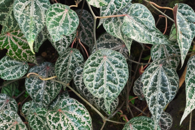 Piper Ornatum 2 - 4 leaves