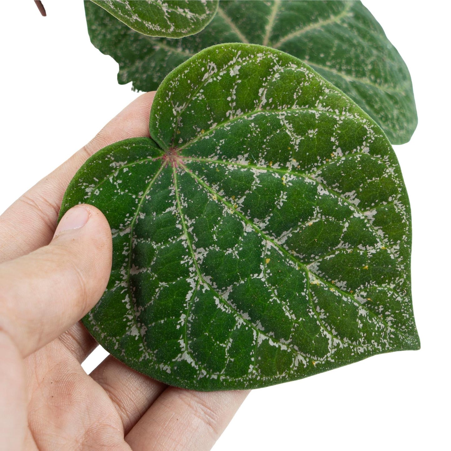 Piper Porphyrophyllum 2 - 4 leaves