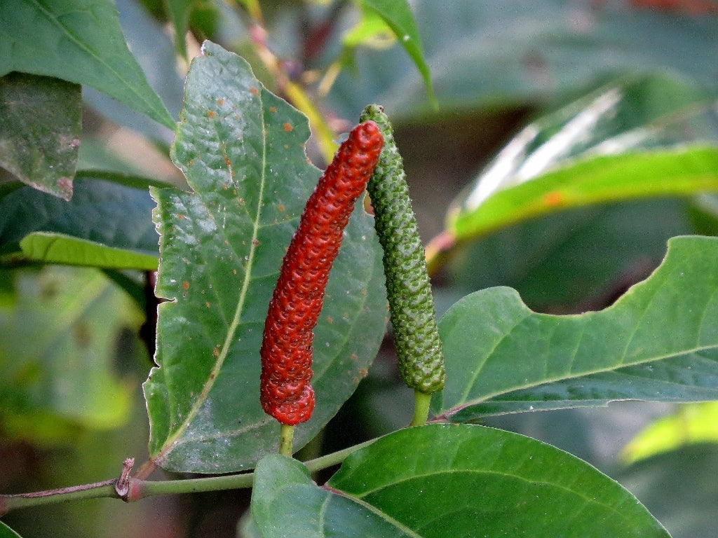 Piper Retrofractum 2 - 4 leaves