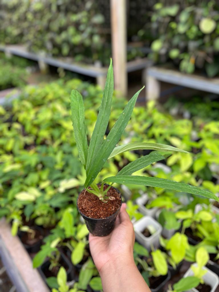Rhaphidophora Angustata 2-3 Leaves