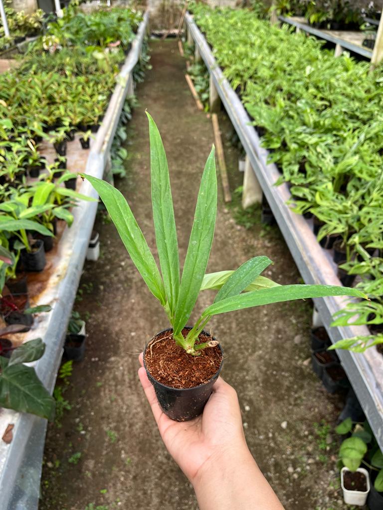 Rhaphidophora Angustata 2-3 Leaves