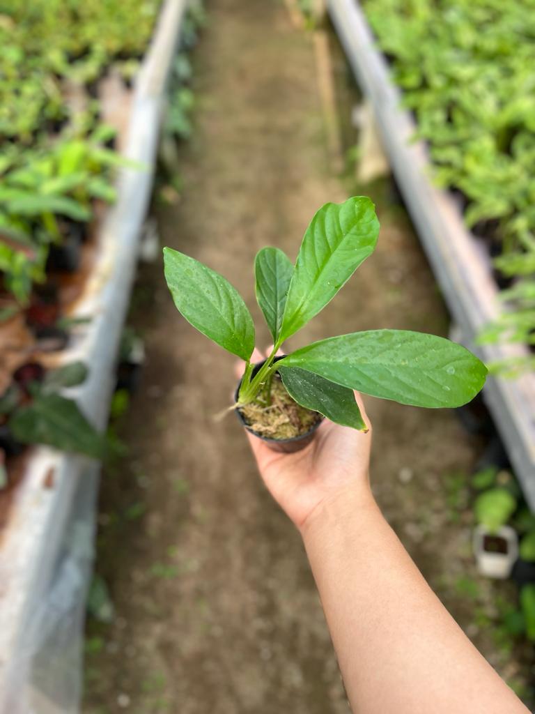 Rhaphidophora Foraminifera 2-3 Leaves