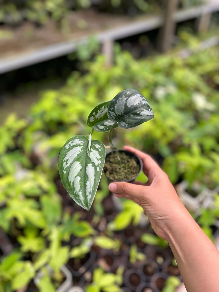 Scindapsus Silver Black 2-4 Leaves