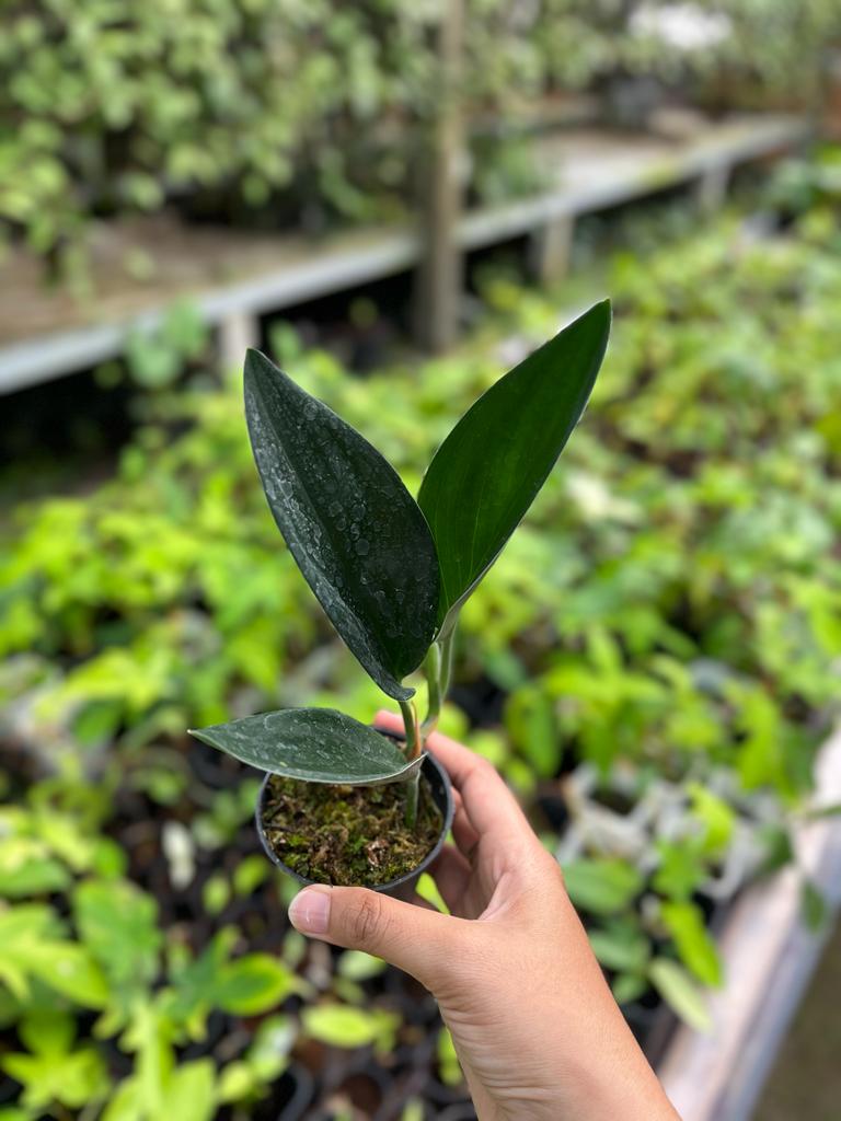 Scindapsus Treubii 2 - 4 leaves