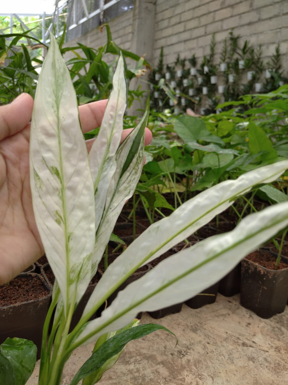 Spathiphyllum Peace Lily Variegated 2 - 4 leaves