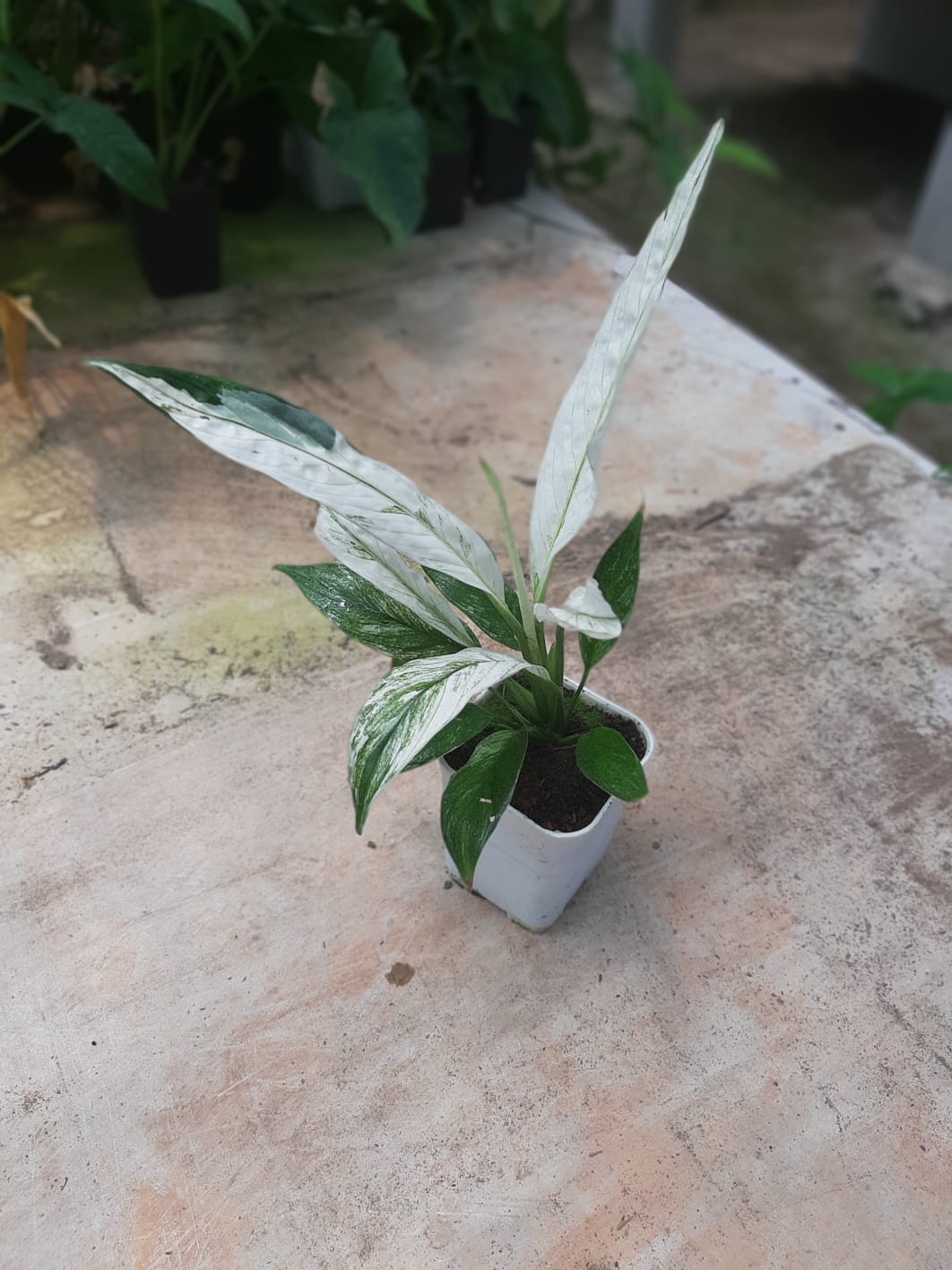Spathiphyllum Peace Lily Variegated 2 - 4 leaves