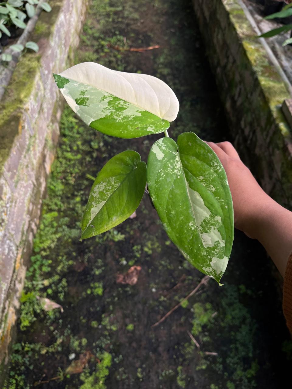 Syngonium Chiapensis Variegated 2 - 3 Leaves