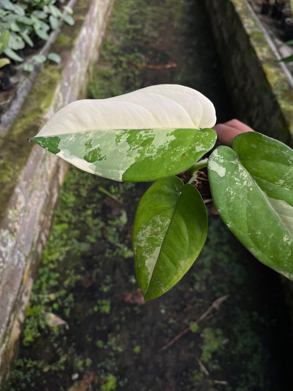 Syngonium Chiapensis Variegated 2 - 3 Leaves