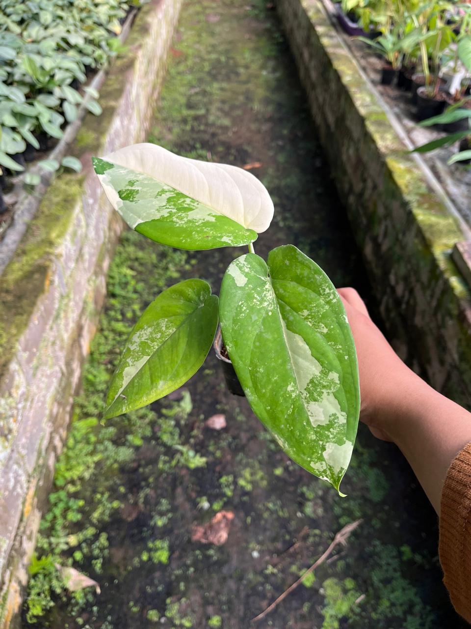 Syngonium Chiapensis Variegated 2 - 3 Leaves