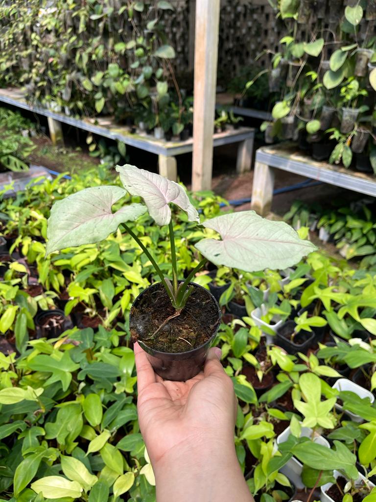 Syngonium Green Splash 2 - 4 Leaves