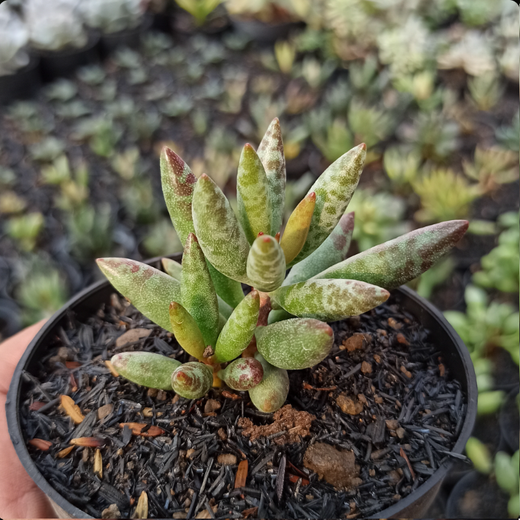 Adromischus Filicaulis medium size