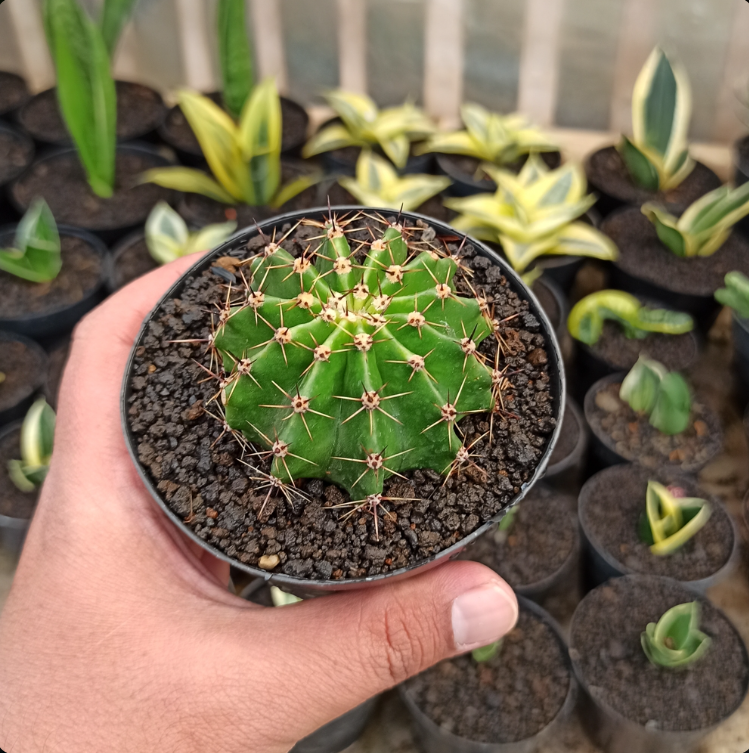 Echinocactus Eyriesii medium size
