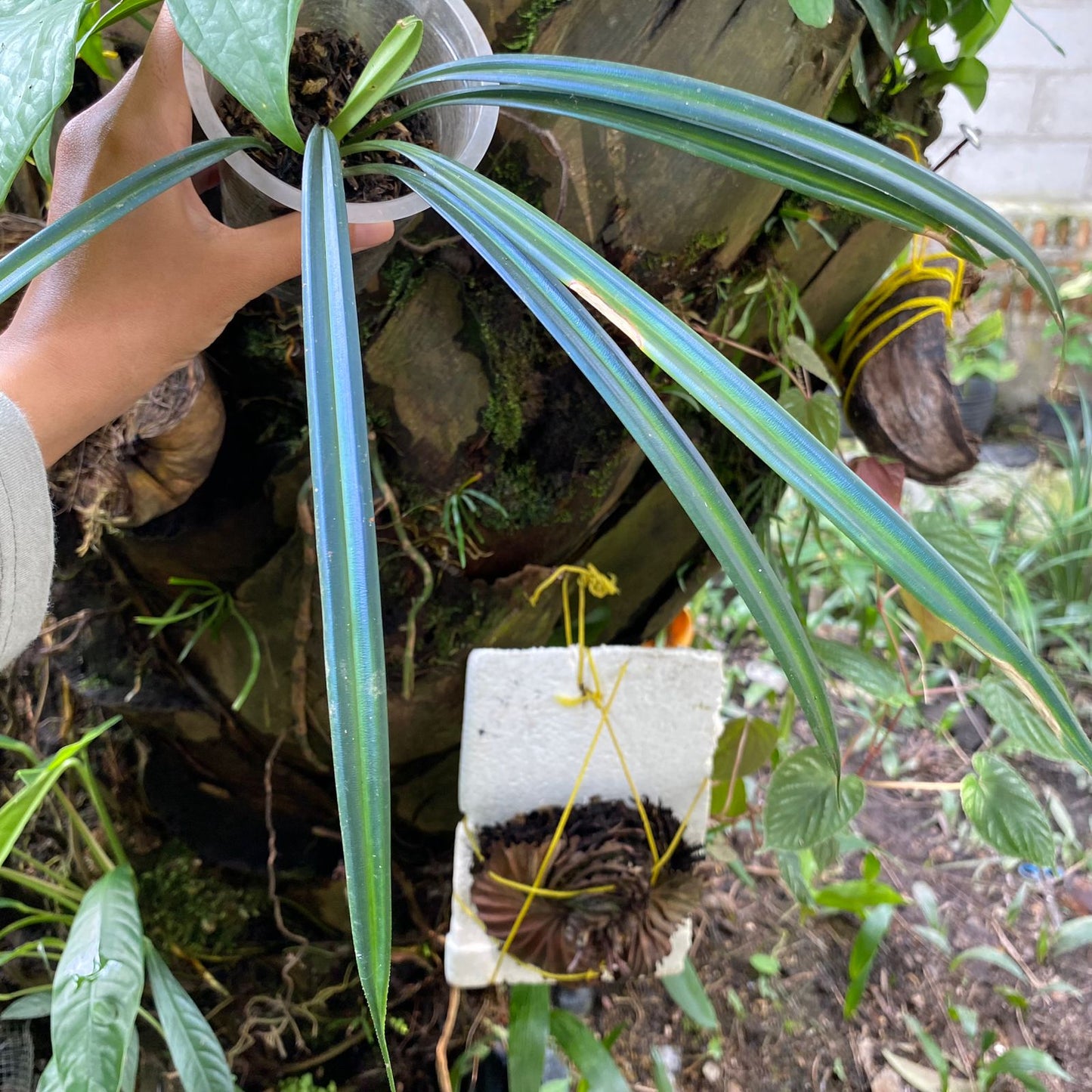 Mapania Caudata 2 - 4 leaves