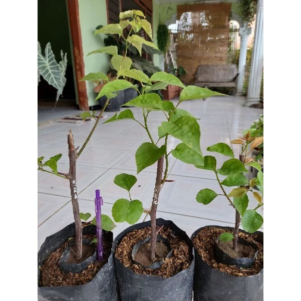 Bougenville 20 - 30cm